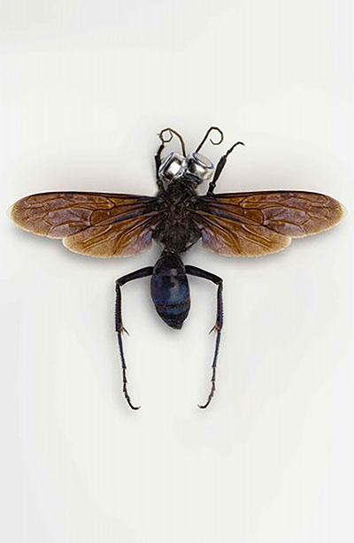 Jan Fabre. Insektenzeichnungen & Insektenskulpturen 1975-1979