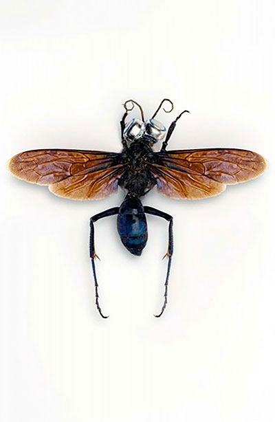 Jan Fabre. insectentekeningen en insectensculpturen 1975-1979